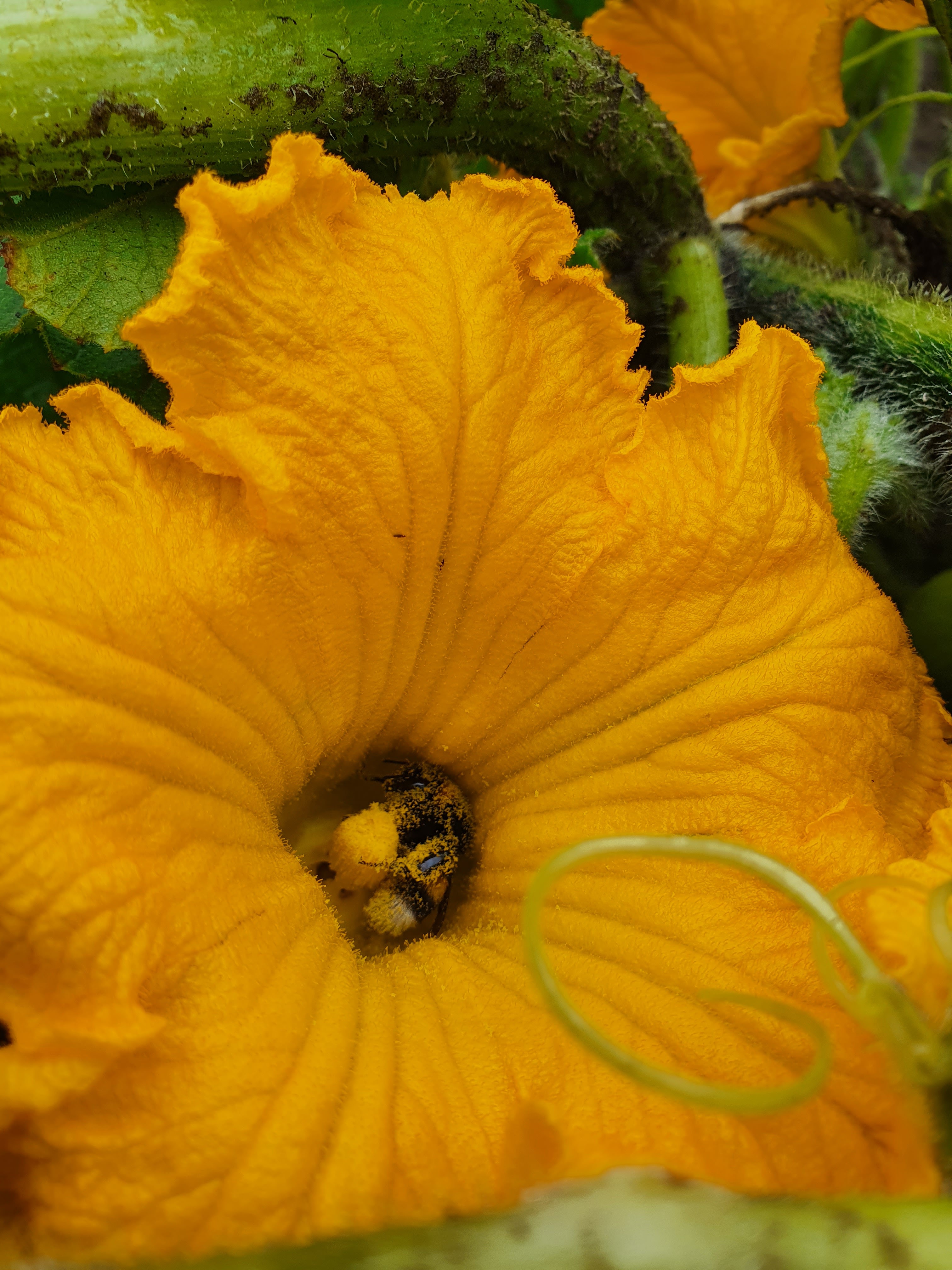 Pumpkin flower